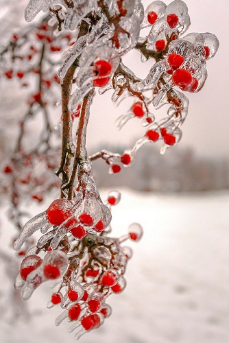 Toronto Ice Storm 2013 Berries Toronto Ice Storm 2013